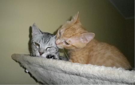 Društvo za zaščito živali Pomurja svetuje 4